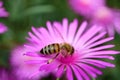 Bee On Pink Flower Stamens In The Garden