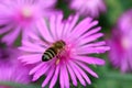 Bee On Pink Flower Stamens In The Garden