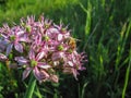 Bee on pink flower