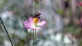 A bee on a pink flower