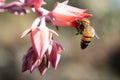 Bee on pink flower at UNAM botanical garden Royalty Free Stock Photo