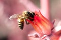 Bee on pink flower at UNAM botanical garden Royalty Free Stock Photo