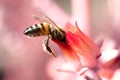 Bee on pink flower at UNAM botanical garden Royalty Free Stock Photo