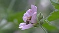 A bee in a pink flower at work Royalty Free Stock Photo