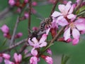 Bee on a pink shrub flower Almond.