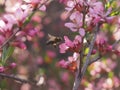 Bee on a pink shrub flower Almond.