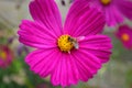 Bee on Pink Garden Cosmos Flower Royalty Free Stock Photo