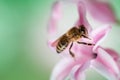 Bee on a pink hyacinth flower Royalty Free Stock Photo