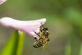 Bee on pink hyacinth flower. close up collecting pollen in a blooming garden Royalty Free Stock Photo