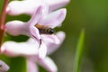 Bee on pink hyacinth flower. close up collecting pollen in a blooming garden Royalty Free Stock Photo