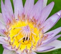 Bee and pink lotus Royalty Free Stock Photo
