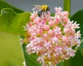 Bee on Pink Milkweed Flowers Royalty Free Stock Photo