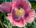 Bee on pink poppy flower . Royalty Free Stock Photo