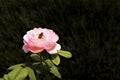 The bee on pink rose blooming