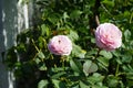 Bee on a pink rose flower. English rose `James Galway` bred by David Austin. Impressively beautiful rosette flowers. Berlin