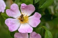 bee on pink rosehip flower Royalty Free Stock Photo