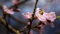 Bee on the pink sakura flower Royalty Free Stock Photo