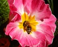 Bee on pink springflower collecting pollen Royalty Free Stock Photo