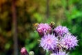 Bee on pink thistle flowers pollinating Royalty Free Stock Photo