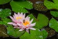 Bee on pink water lily or lotus flower Marliacea Rosea in garden pond. Close-up of Nymphaea with water drops on blurry green water Royalty Free Stock Photo