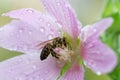 Bee on a pink wet malva flower blossom Royalty Free Stock Photo