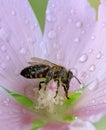 Bee on a pink wet malva flower blossom