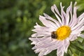 A bee on a pink and white chrysanthemum flower is looking for pollen, close-up on a green background Royalty Free Stock Photo