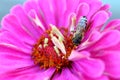 Bee On Pink Zinnia Stamens Royalty Free Stock Photo