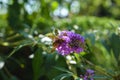 Bee on a plant