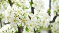 A bee in a plum blossom collects nectar among the white flowers of a fruit tree. A honey bee works on a tree in spring. Orchard Royalty Free Stock Photo