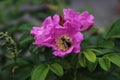 A bee polinating a purple flower Royalty Free Stock Photo