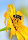 Bee Polinating a Yellow Sunflower Royalty Free Stock Photo