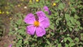 Bee with pollen baskets harvesting nectar