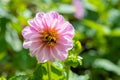 Bee on pollen of chrysanthemum flower. Royalty Free Stock Photo
