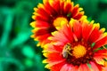 Bee in pollen close-up on a flower gaillardia with bright yellow-red petals. Royalty Free Stock Photo