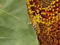 Bee with  pollen collecting honey on sunflower Royalty Free Stock Photo