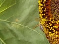 Bee with  pollen collecting honey on sunflower Royalty Free Stock Photo