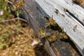 bee with pollen coming inside the behive