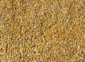 Bee pollen granules. Natural texture Royalty Free Stock Photo