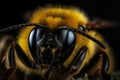 The bee with the pollen on its head and legs. A striking macro shot. Generative AI Royalty Free Stock Photo
