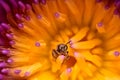 bee is on pollen of lotus. Royalty Free Stock Photo