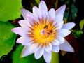 bee on pollen lotus