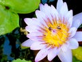 bee on pollen lotus