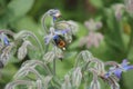 Bee With Pollen Sack on Borage Flowers