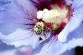 Bee after pollenizing Royalty Free Stock Photo