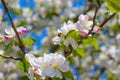 Bee pollinate apple blossom on branches