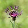 Bee pollinate a cornflower Royalty Free Stock Photo