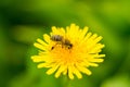 Bee pollinate dandelion Royalty Free Stock Photo