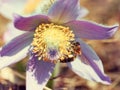 Bee pollinate pulsatilla flower, retro filter