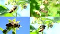 Bee pollinate a raspberry, multiscreen composition.